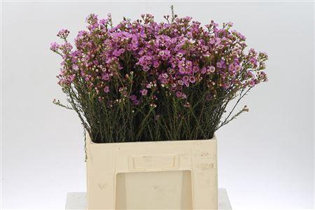 <h4>Chamelauc Adi Pink</h4>