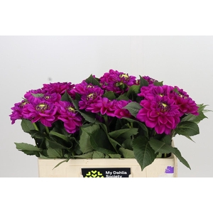 Dahlia Purple Fox