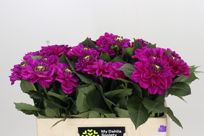 <h4>Dahlia Purple Fox</h4>