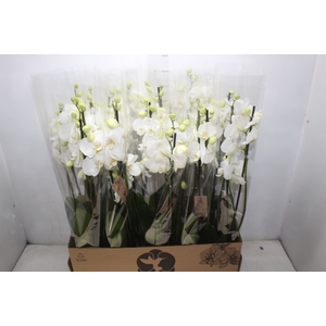 PHAL. 4 HASTES P12 BRANCO 4 HA MULTIFLORA