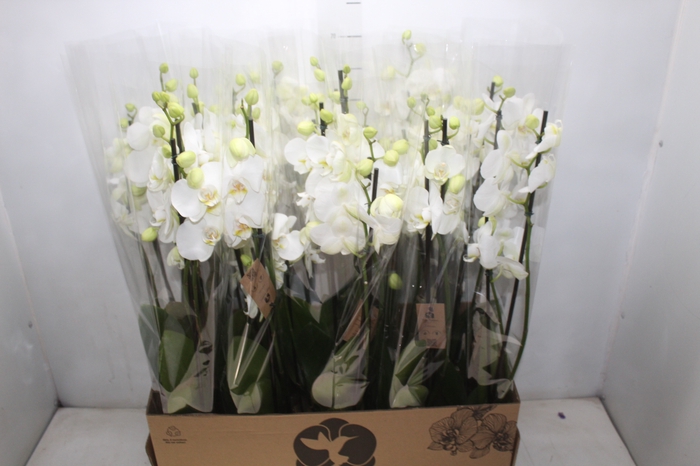 <h4>PHAL. 4 HASTES P12 BRANCO 4 HA MULTIFLORA</h4>