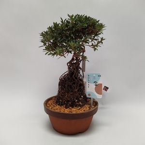 Satsuki Azalea on Root 'G1' 19 cm (herkomst: Japan)