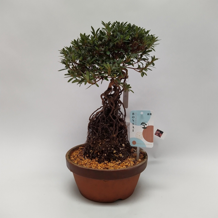 <h4>Satsuki Azalea on Root 'G1' 19 cm (herkomst: Japan)</h4>