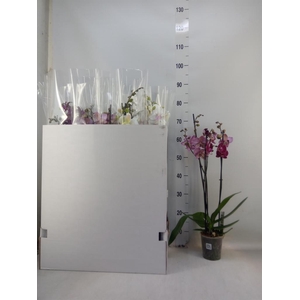 Phalaenopsis   ...mix