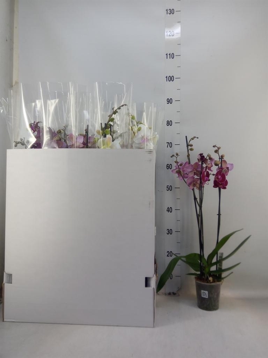 <h4>Phalaenopsis ...mix</h4>