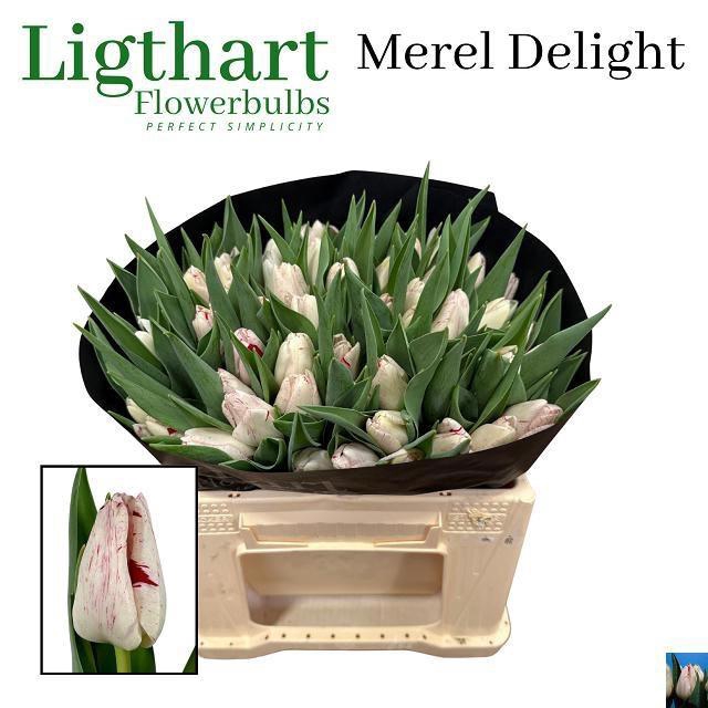<h4>TU EN MEREL DELIGHT</h4>