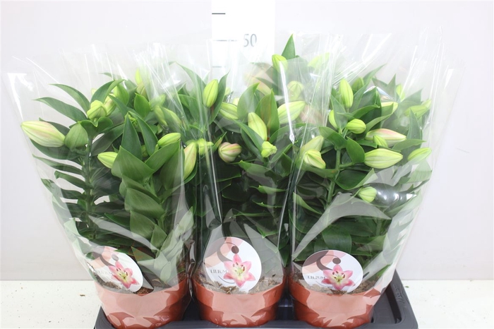 <h4>Lil Or Souvenir 3pp Pink</h4>