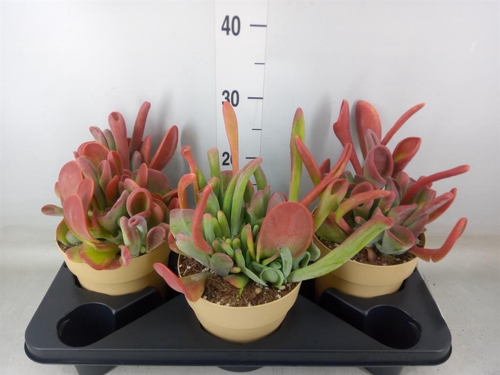 <h4>Kalanchoe NF   ...</h4>