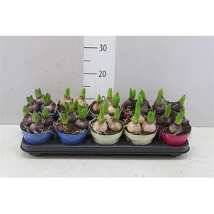 Hyacinthus Gemengd 3pp Ton Sur Ton