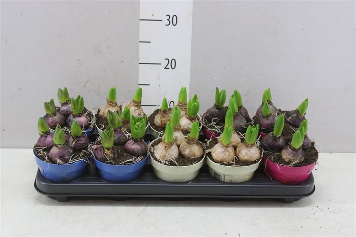 <h4>Hyacinthus Gemengd 3pp Ton Sur Ton</h4>