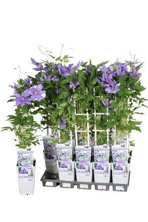 <h4>Clematis Parisien Boulev</h4>