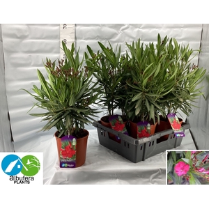 NERI OLEANDER