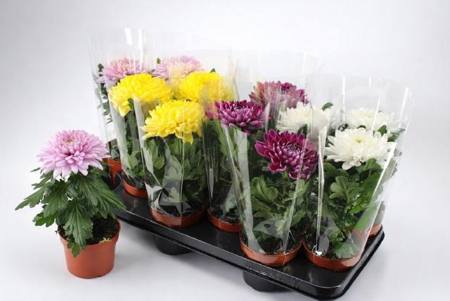 <h4>CHRYS SUPNOVA GEM</h4>