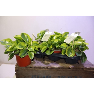 arr8 Pep Obt Obtipan