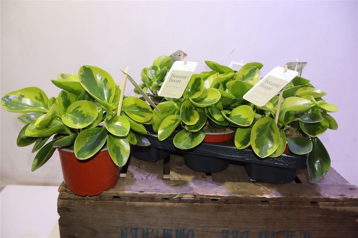 <h4>arr8 Pep Obt Obtipan</h4>