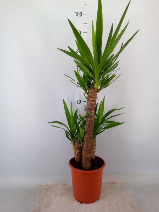 <h4>Yucca   ...</h4>