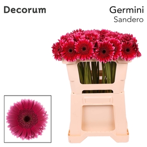 GE MI SANDERO Emmer X60