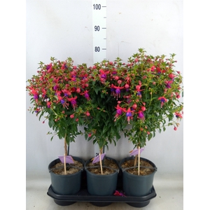 Fuchsia   ...mix