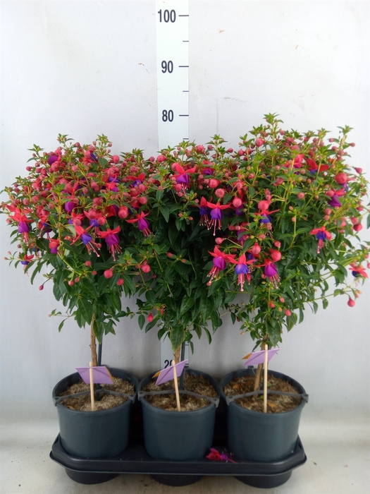 <h4>Fuchsia   ...mix</h4>