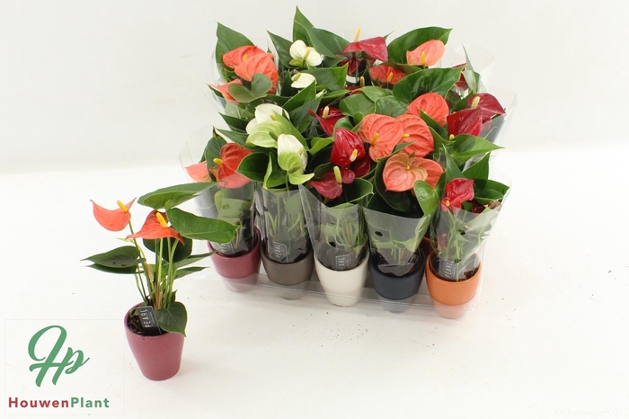 <h4>ANTHU AN GEM 4 KL</h4>