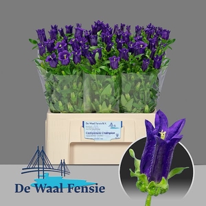 Campanula Champion Blue Waal Fensie