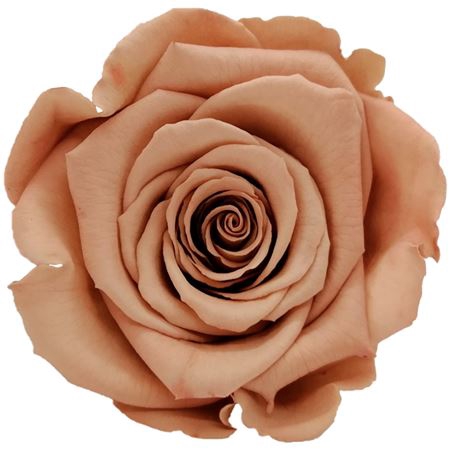 <h4>PRESERVED ROSA LL CHO 89</h4>