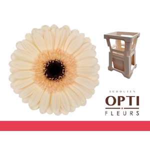 Germini Mindset Water