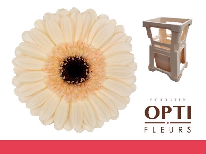 <h4>Germini Mindset Water</h4>