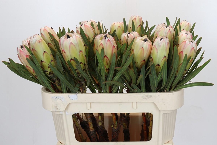 <h4>Protea White Night</h4>