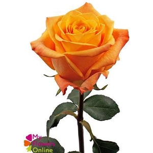 R Gr Aloha Orange 50cm EC