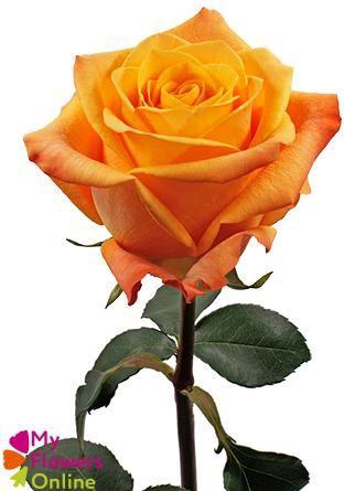 <h4>R Gr Aloha Orange 50cm EC</h4>