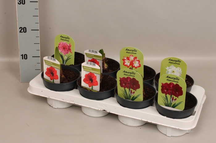 Bol op pot Amaryllis mix 12cm (4 soorten)