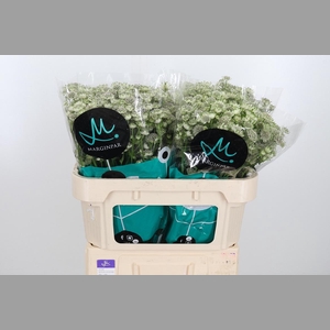 Astrantia Wit Billion Stars