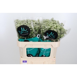 Astrantia Wit Billion Stars