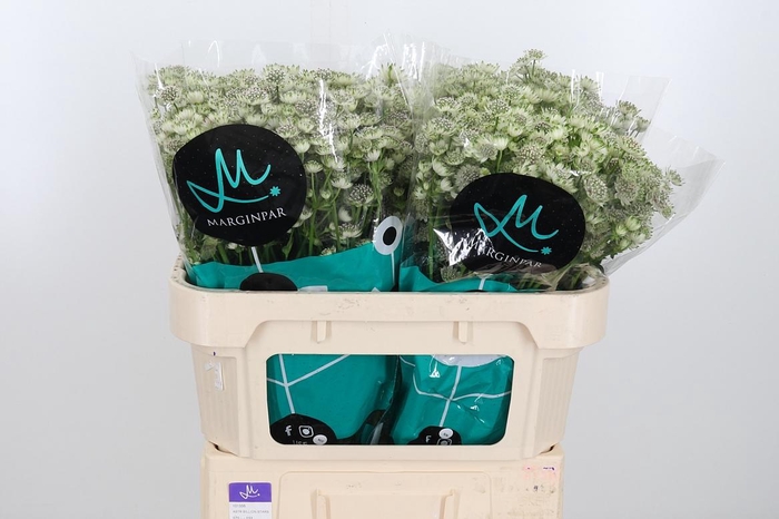 <h4>Astrantia Wit Billion Stars</h4>