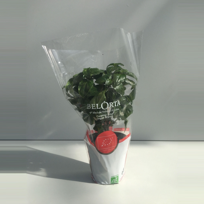 <h4>Champignonkruid P9</h4>