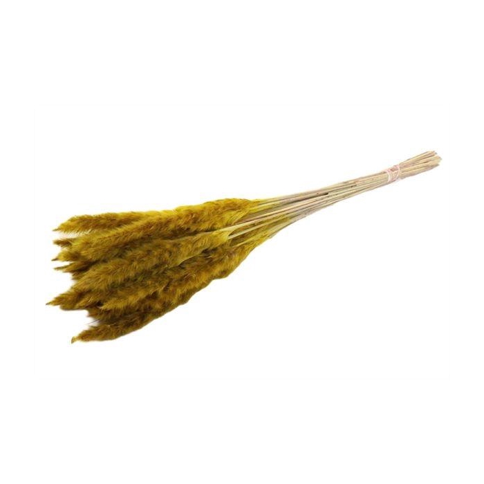 <h4>Bunch Fluffy Pampas Slv 35g L70</h4>