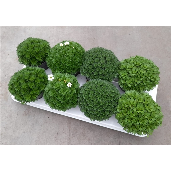 <h4>Saxifraga mix</h4>