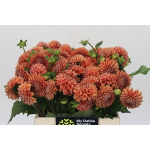 Dahlia Cornel Bronze