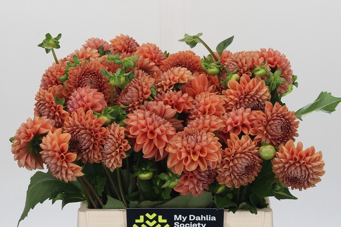 <h4>Dahlia Cornel Bronze</h4>