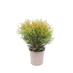 Thuja Occidentalis