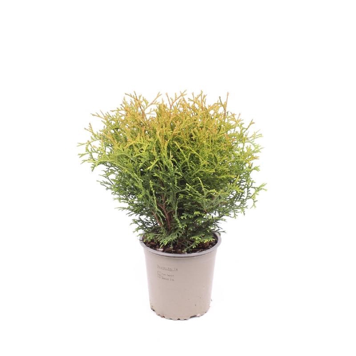 <h4>Thuja Occidentalis</h4>