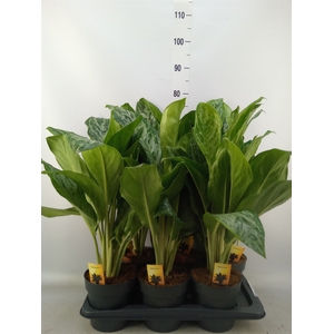 Aglaonema  'Greenlight'