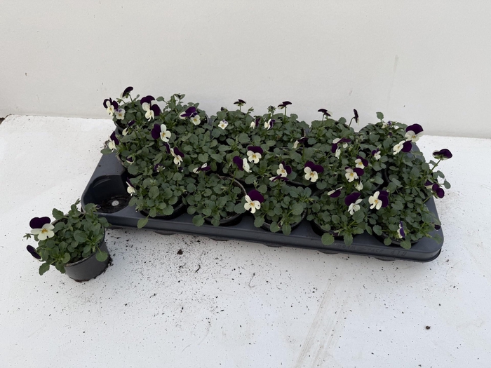 <h4>VIO CO SORBET GEM</h4>