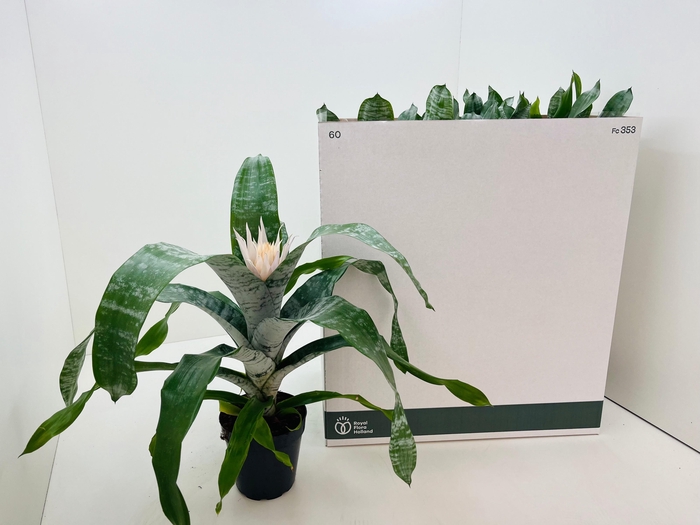 <h4>AECH FAS PRONTOO</h4>