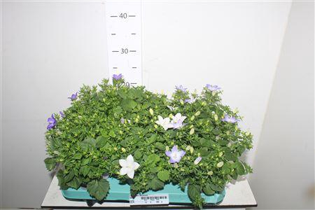 <h4>Camp Mix Decorum</h4>