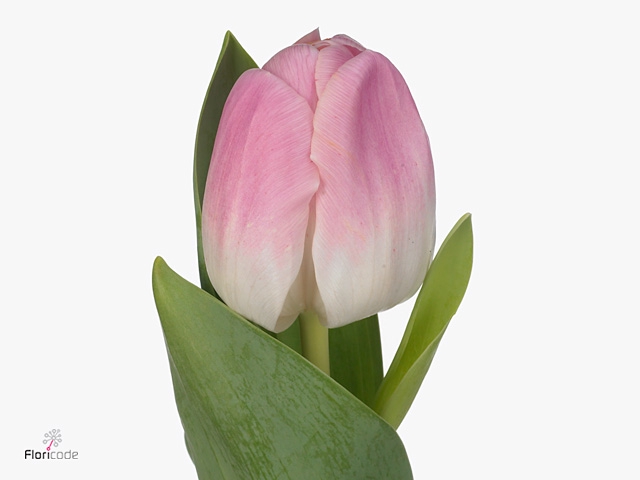 Tu En Chantelle 1x50 R