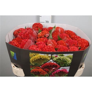 Cel C Reprise Orange