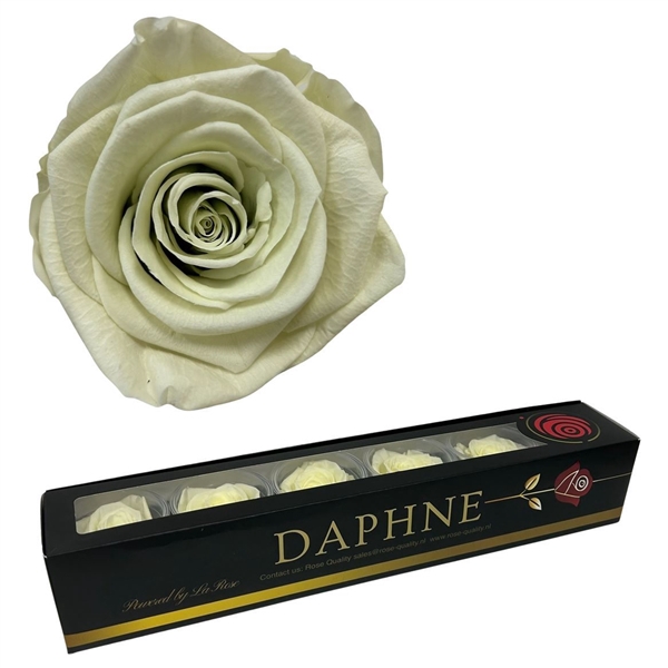 <h4>Preserved Rosa Pastel Mint Xl</h4>