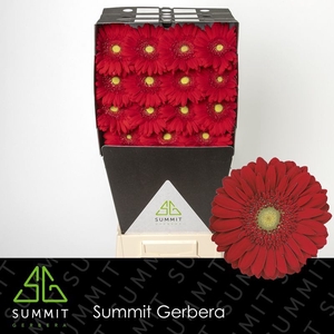 Gerbera Carambole Diamond